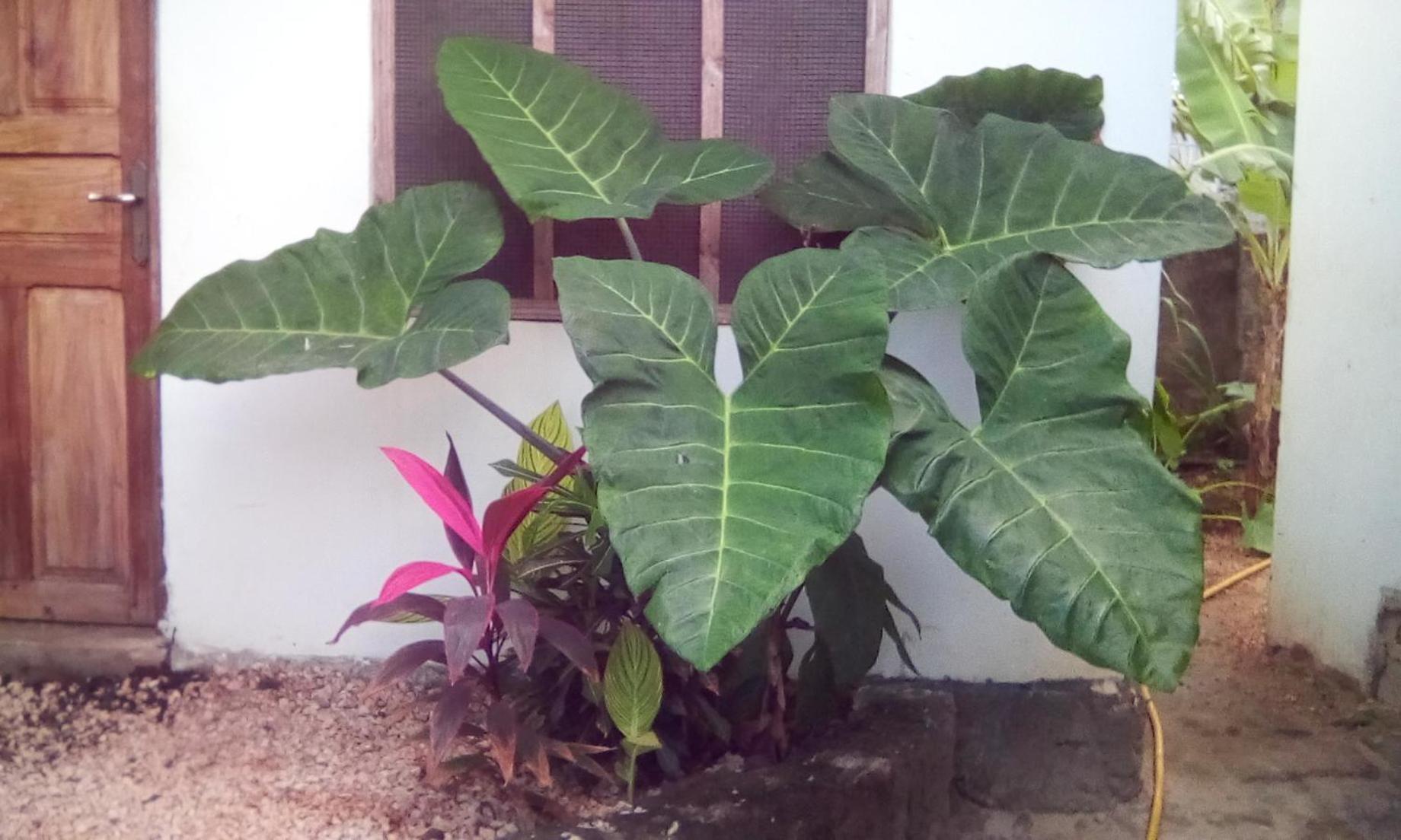 Jambiani Home Stay Exterior photo